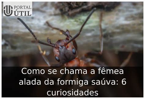 como se chama a femea alada da formiga sauva